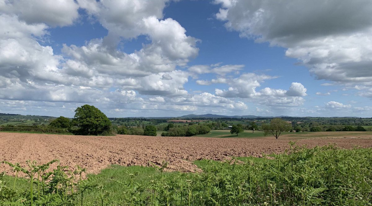 Nice leisurely meander round the east Herefordshire lanes this afternoon.

Looking back at the Malverns near Little Cowarne