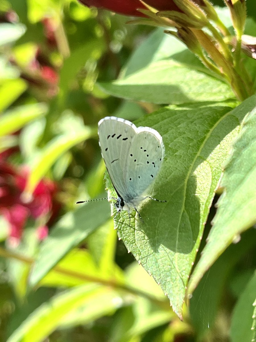 Holly Blue Butterfly #Lepidoptera
