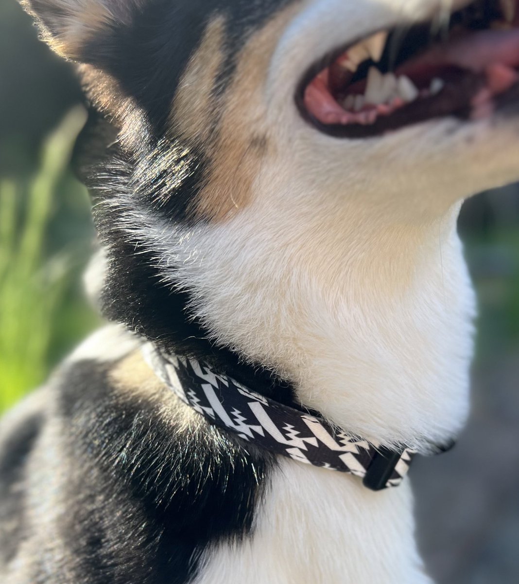 Safe to say that @howl_out and @NaomiRomeroArt ‘s dog accessory collaboration is Yamper approved 👍