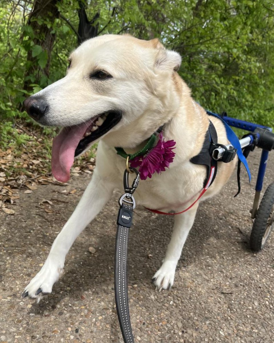 How is it paw-sible that Mindy has stuck around long enough to be an @austinfc Honorary Mascot TWICE! 🥺 💚 While Mindy won’t physically be at the match tonight, she’ll be shining bright on the big screen! Don't let her come back for season 5. Help us find her an adoptive home!