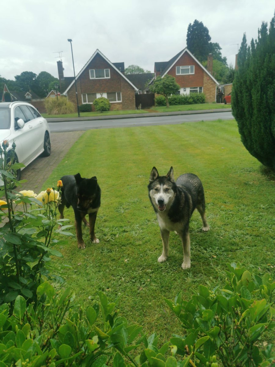 Happy news!! The 2 stray dogs found in #BERKSHIRE have been REUNITED WITH THEIR OWNERS!! 😀😀😀😀😀😀😀😀😀😀 Thank you to everyone that shared to help them get home 🐶🏡❤️🎖️