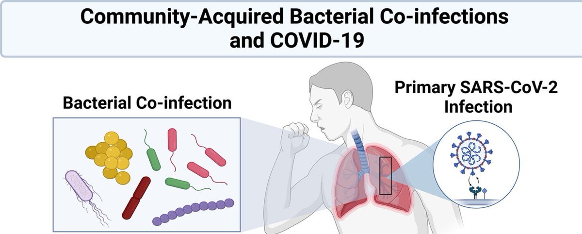 The @physiolrev Podcast 🎧Dr. Kheradmand interviews Dr. Harrod about community-acquired bacterial coinfections & #COVID19, including linkages between carriage, viral infection & secondary infections, as well as pathophysiology of fungal coinfections ow.ly/poNi50RHl12