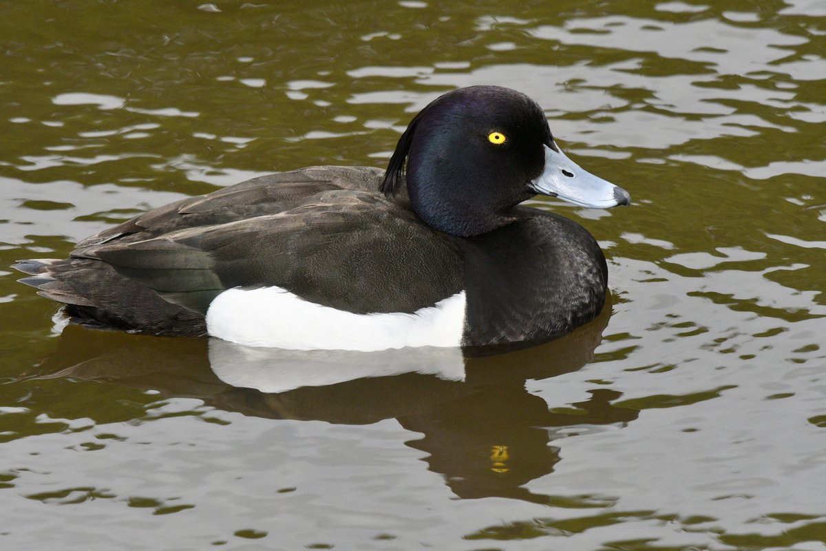 Tufted duck on the Heron Pond in #bushypark @theroyalparks this week. Lovely looking birds!
#ducks #Nikon