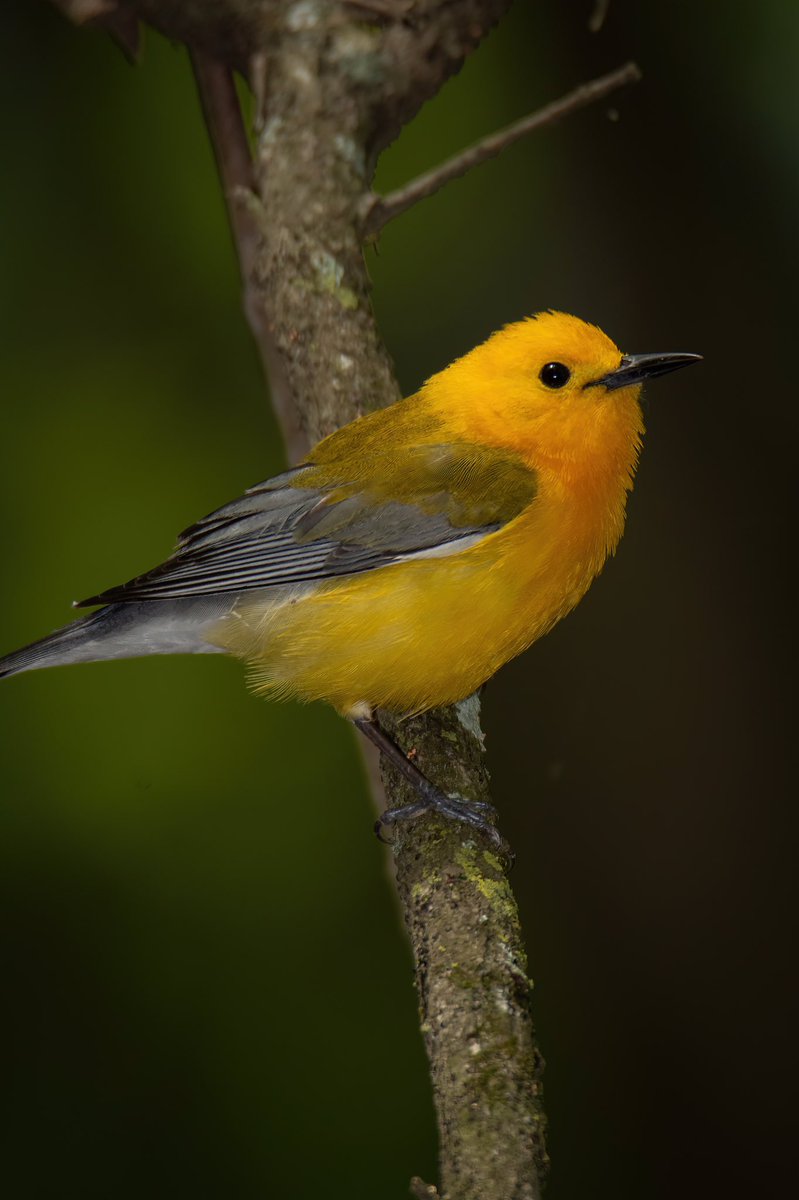 GOOD AFTERNOON #TwitterNatureCommunity 

Here’s a BLAST of yellow from the Prothonotary Warbler found a few weeks ago!

#BirdsOfTwitter #BirdTwitter