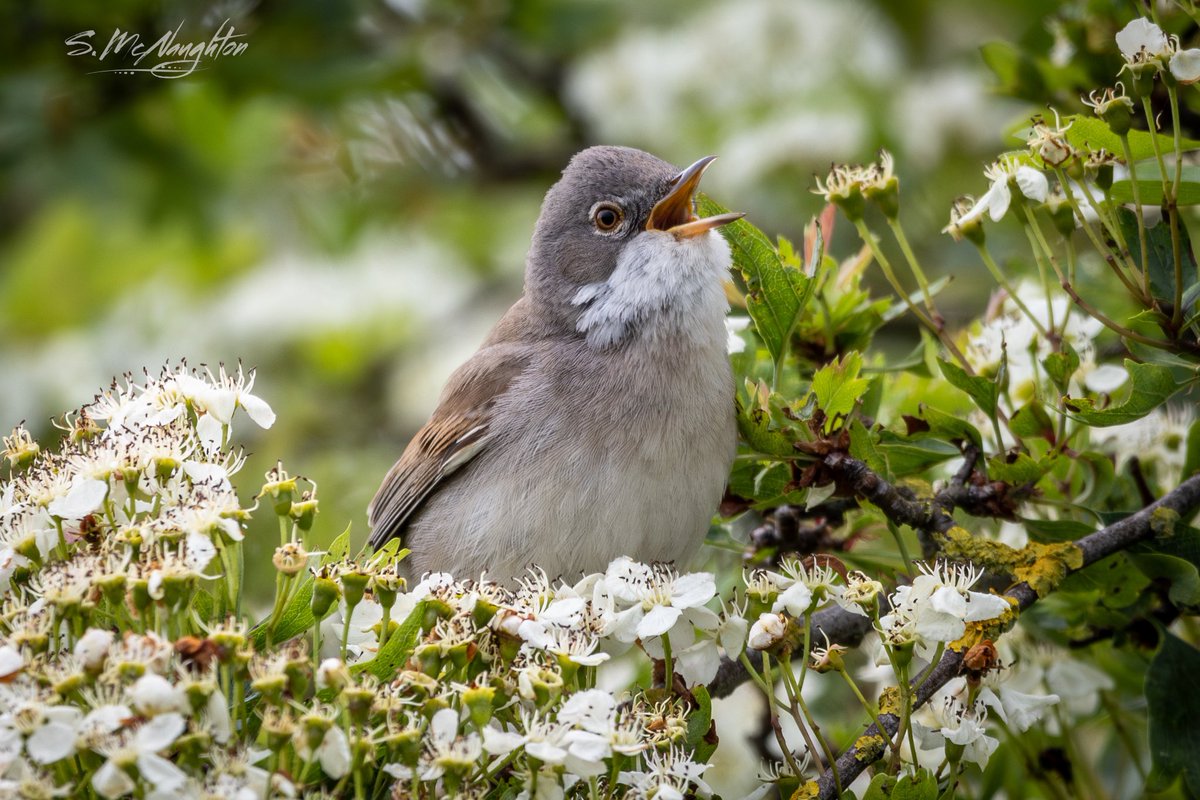 Mr whitethroat letting me know where he was today @RSPBSaltholme @teesbirds1