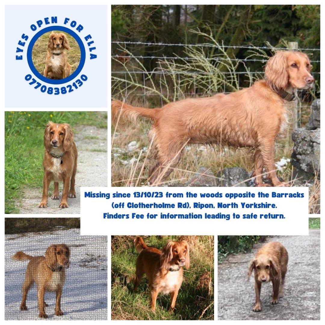 #SpanielHour Ella adult/female #CockerSpaniel, Spayed&chipped - which is marked with missing alert. Vanished on the morning of Friday 13/10/23 Clotherhome Road #Barracks in #Ripon, North #Yorkshire finders fee for info leading to safe return 07708382130, no hoax calls 🤬