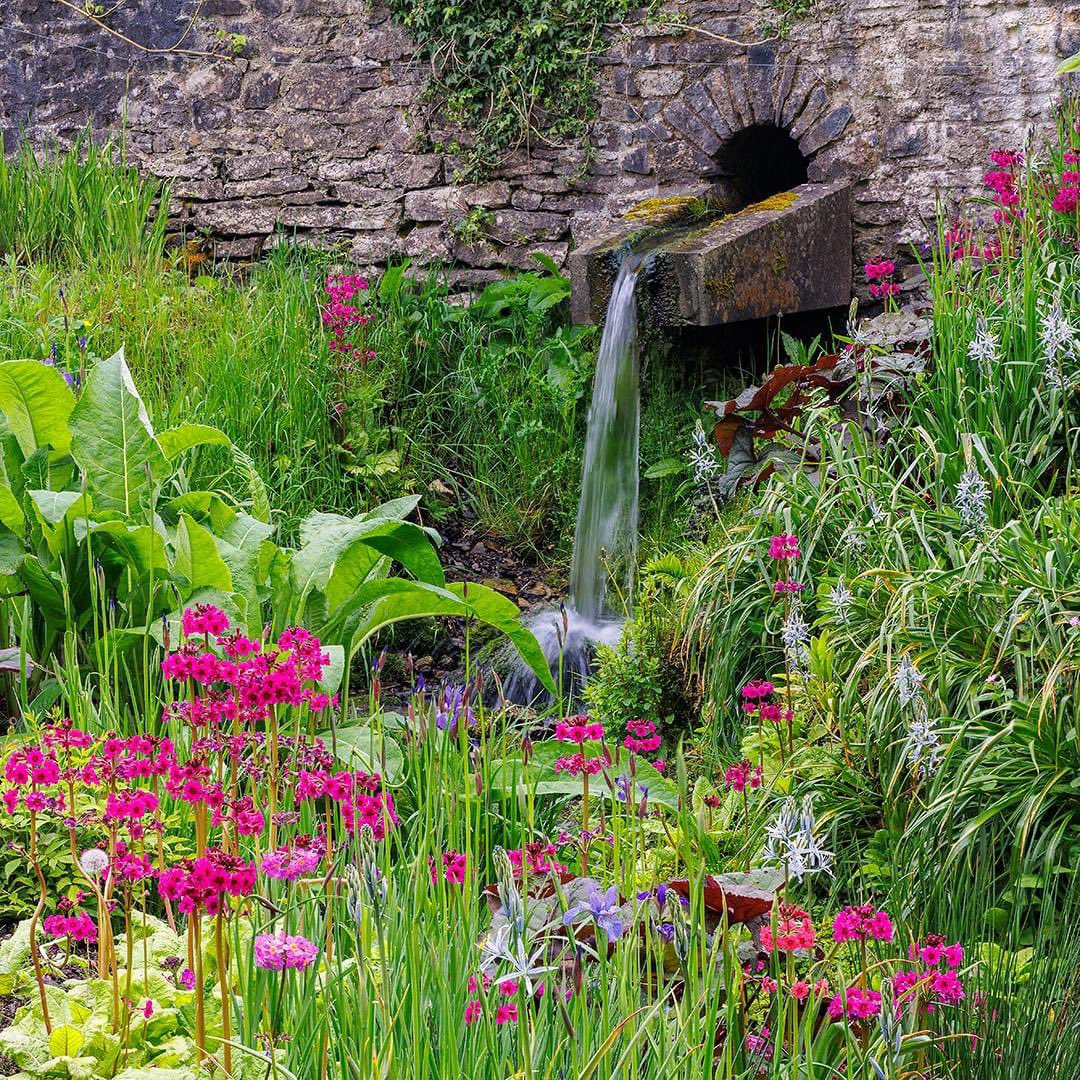 Glorious Primula japonica, or candelabra primula, are putting on a fantastic display around Aberglasney at the moment. They are a must see if you plan to visit this week 💖✨ They especially add such vibrancy to the Jubilee Woods and help to bring a range of heights and textures.