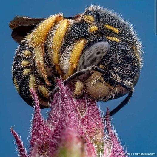 Awesome macro photography of a sleeping bee 🐝🌷