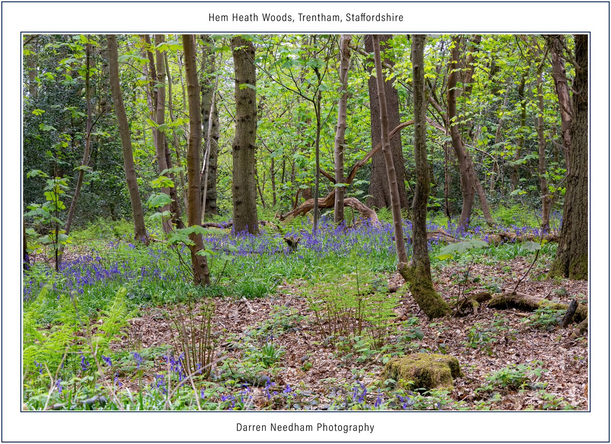 #Bluebells at Hem Heath Woods, Trentham, #Staffordshire

#StormHour #ThePhotoHour #CanonPhotography #LandscapePhotography #Landscape #NaturePhotography #NatureBeauty #Nature #Countryside #LoveUKWeather #FlowerPhotography #WildFlowers #FlowersOfTwitter #Flowers #Trees