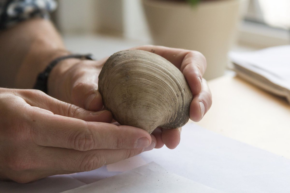 In een warmer klimaat warmen zomers veel sneller op dan winters. Dat blijkt uit een chemische analyse door @NielsJdeWinter op drie miljoen jaar oude fossiele schelpen uit #Antwerpen naturalsciences.be/nl/wetenschap/…  @VUBrussel @VUamsterdam @GoolaertsStijn #naturalsciencesbelgium