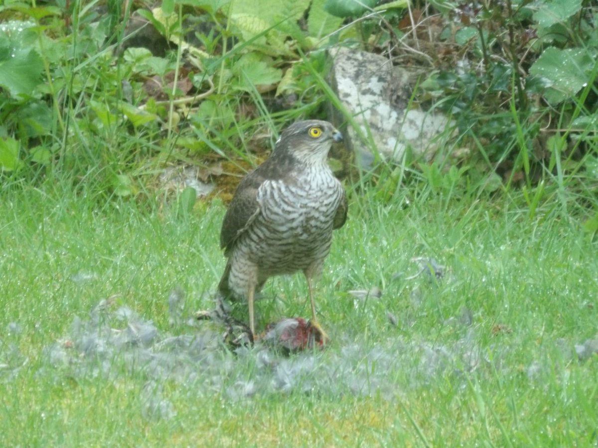 The buffet appears to be open in our garden.