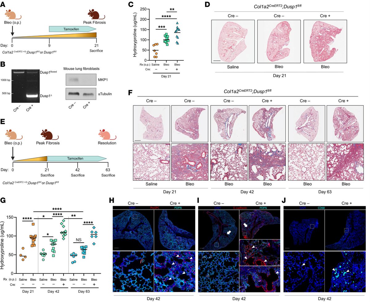 Sean M. Fortier, MD tweet media