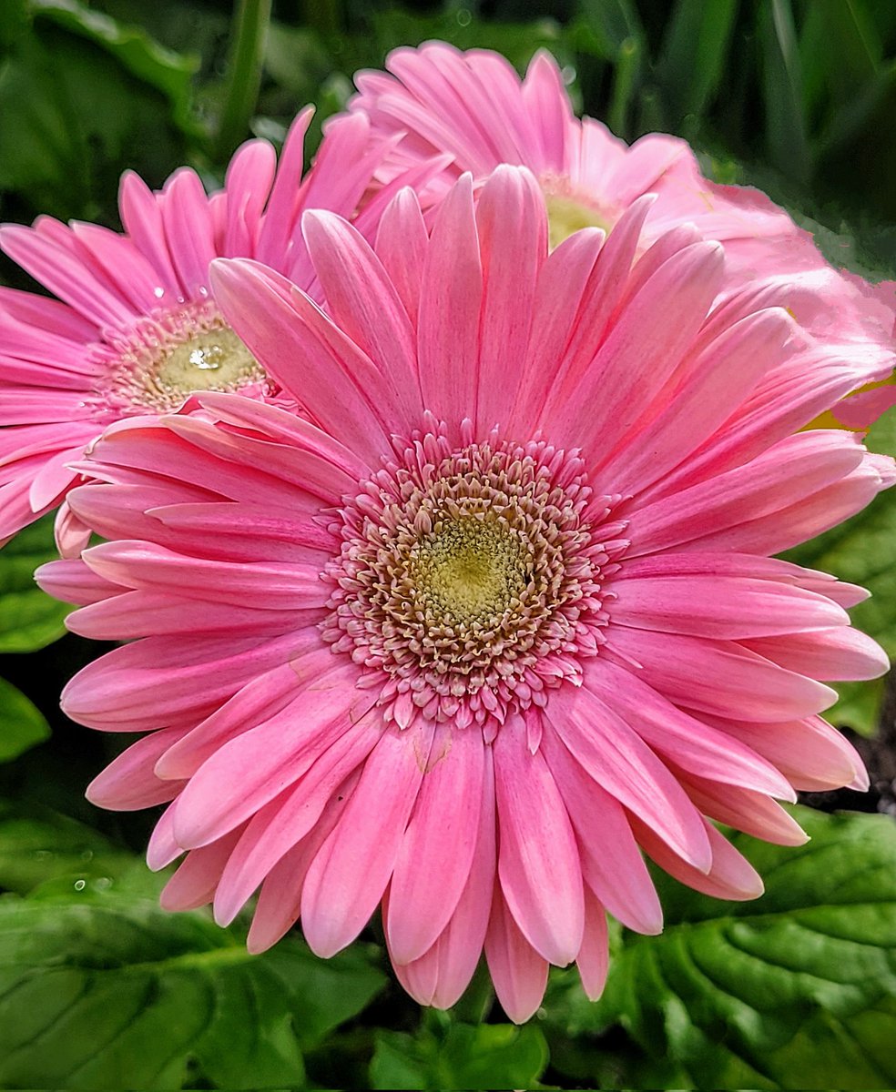 A pretty in pink day in my garden thanks to the always charming Gerbera daisies! 💞💗💞💗💞💗 destinationcharming.com #flowerphotography #garden #flowers