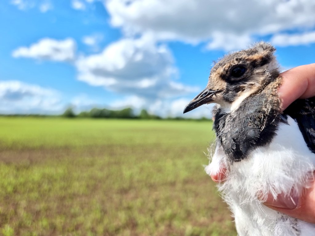 ..... and three weeks later! Lapwing chicks 💫