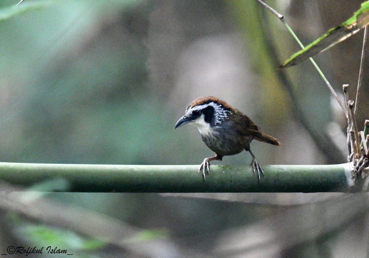 Back from Namdapha with the gem for the trip. It is a near threatened species restricted to it's range.
|| Snowy-throated Babbler ||
#BirdsSeenIn2024 #birdinghimalayas #BirdsOfTwitter #bird #ThePhotoHour