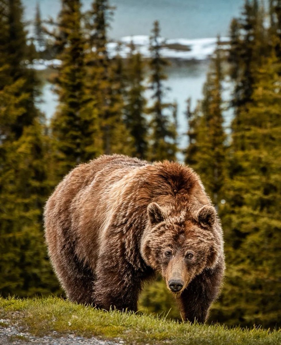 Grizzly bear, Banff Alberta
