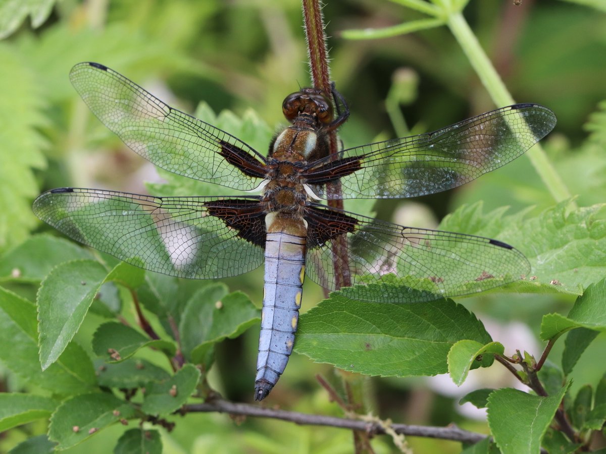 Wildlife Day at Llangorse Lake 📅 Monday 8 July 2024 🕙 10AM - 4PM Join this free event to investigate the varied wildlife of Llangorse Lake 🦋 🌿 🐦 More details coming soon! 📷 Broad-Bodied Chaser, Keith Noble @BDSdragonflies @BISBrecon1