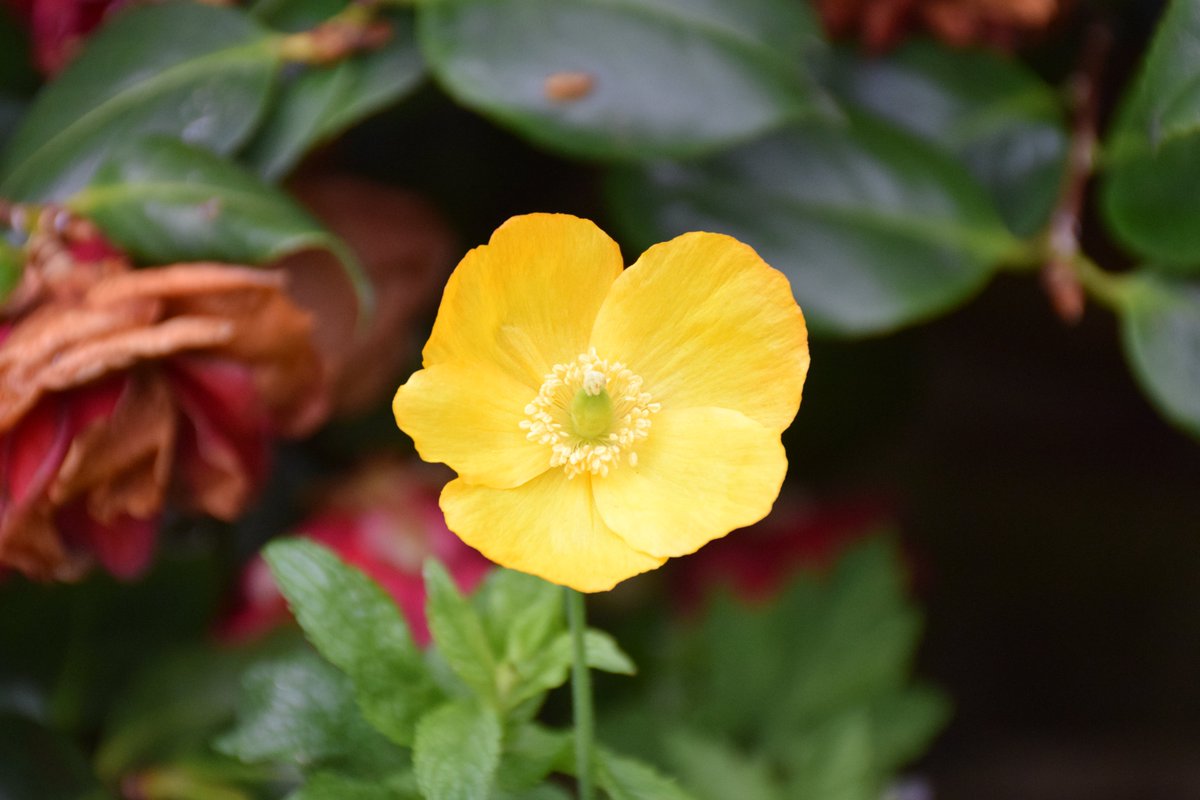 MyGarden_Uk's tweet photo. Poppies in the morning and afternoon.  😍

@des_farrand @alisonbeach611
#Flowers #Poppies #Morning #Afernoon #Nature #ColoursOfNature #Yellow #Colors #Mint https://t.co/jPXyipHcGo