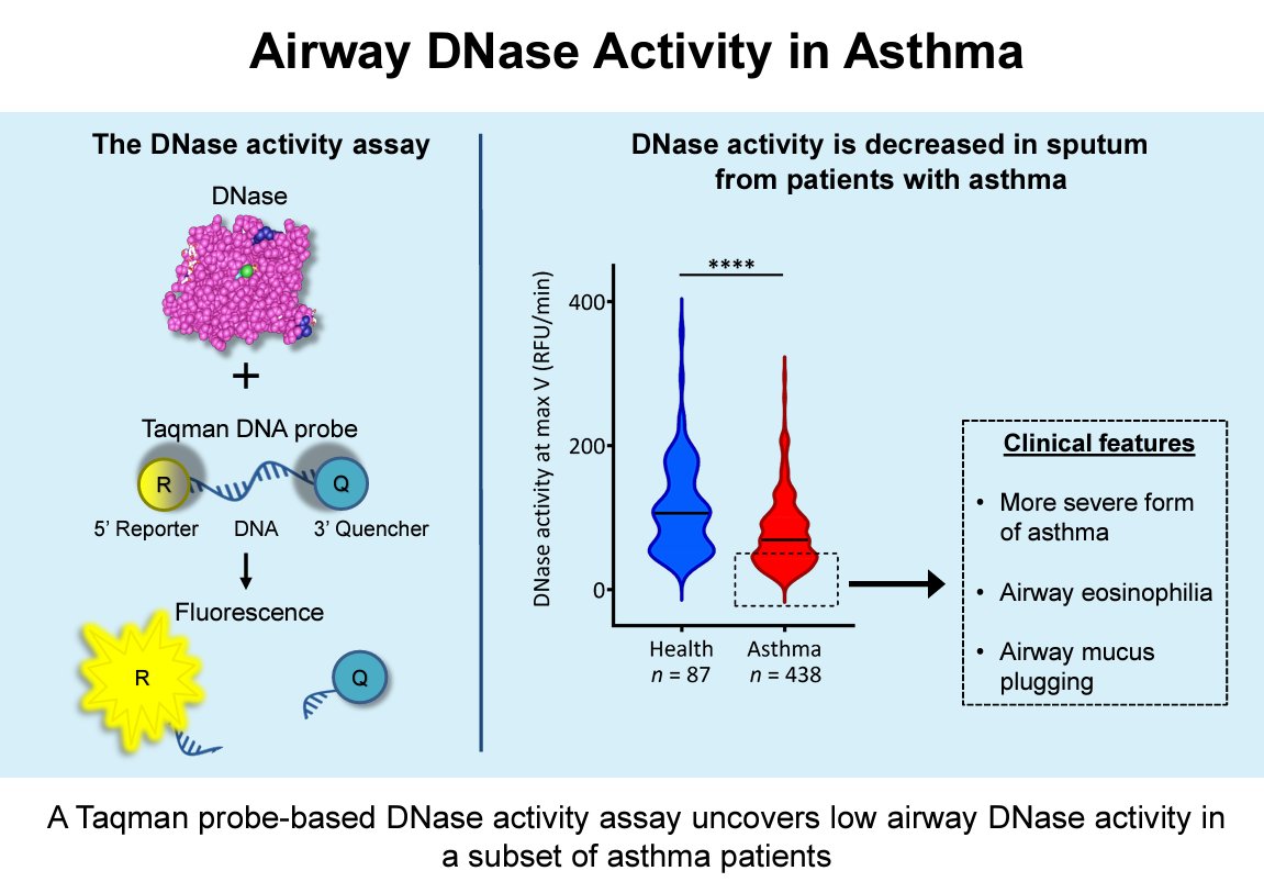 Today's #ArticleinPress is a #ShortReport by the team at @UCSFDOM and part of our Targeting Airways Immunity in Lung Disease collection! A Novel DNase Assay Reveals Low DNase Activity in Severe Asthma (Annabelle Charbit et al.):

ow.ly/bt8i50RHkFV
