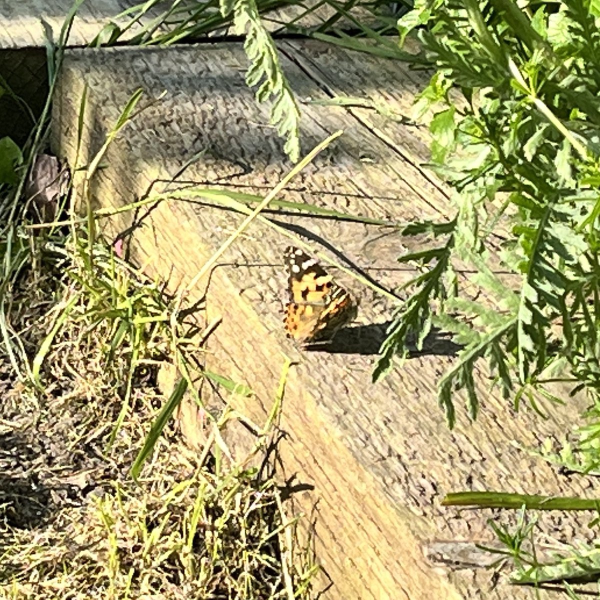 First Painted Lady Butterfly of the year! Scared her off in my haste to get a photo though 🤦🏻‍♂️ Vanessa cardui #Butterflies #Lepidoptera #NatureGarden