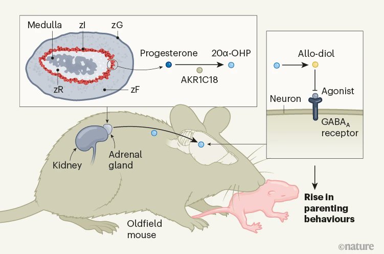 See a really nice News and Views about our paper by @tollkuhn nature.com/articles/d4158…