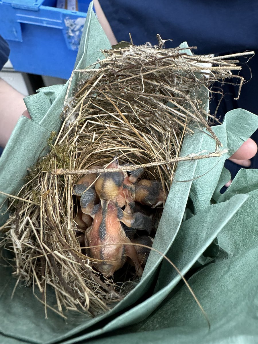 Today some little baby birds were handed in to us by a customer. He found them in the road.  We immediately took them to @wildlifeaid in Leatherhead for specialist care. #wildlife #birds #Guildford #vets4pets