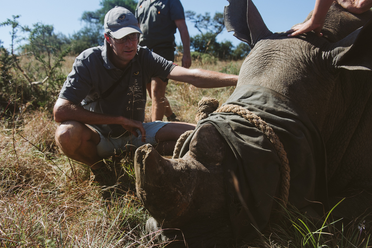 Poaching is the 𝗯𝗶𝗴𝗴𝗲𝘀𝘁 threat to all 5 rhino species. According to @RhinosIRF, a rhino is poached every 15hrs. What projects are fighting poaching? ⬇️ hubs.ly/Q02whS9h0 Photo: A rhino being de-horned for anti-poaching protection. 📸 Casey Pratt & @wildlifeact