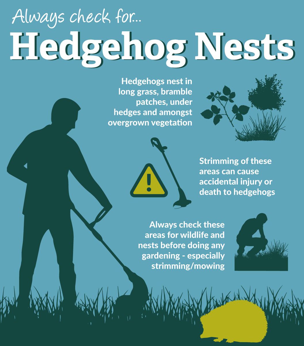 ⚠️ Always check for hedgehogs and other wildlife before strimming or mowing in your garden. If you find an injured hedgehog, contact your local hedgehog hospital or @RSPCA_official. Graphic credit: @SussexWildlife #ConnectToNature @hedgehogsociety @PTES @SWWR