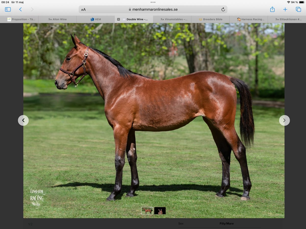 Elitauktionen # 94 Double Wine 🐴 S Calgary Games-Winner’s Rose. Syster till fina fyraåringen Monrose Wine 600.000