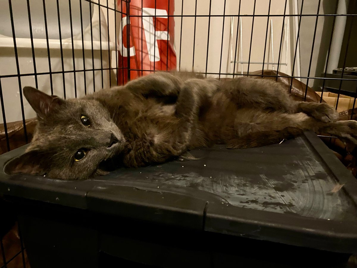 We made a lot of good friends over the past year. This is Phil E. Buster. Like us, he is glad you #KilledTheFill. Phil will be neutered and vaxxed next week. He needs a house. Or a Senate. 

dm for details.