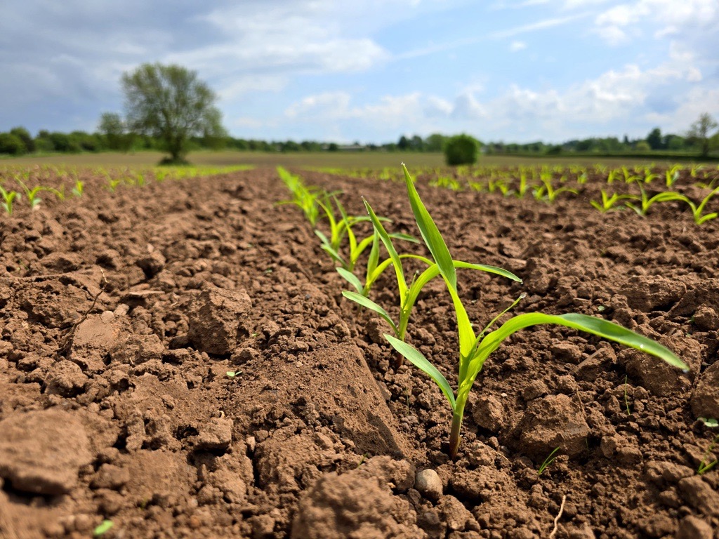 With the recent warmer temperatures and rainfall for some, Agrii #Maize Varieties are bouncing out the ground! 🤩 This crop of @KWSUKLtd Pasco is looking a treat in the Cheshire sunshine today as it reaches the 4 leaf stage! 🌱☀️ 📷 Ben Lowe, Cheshire