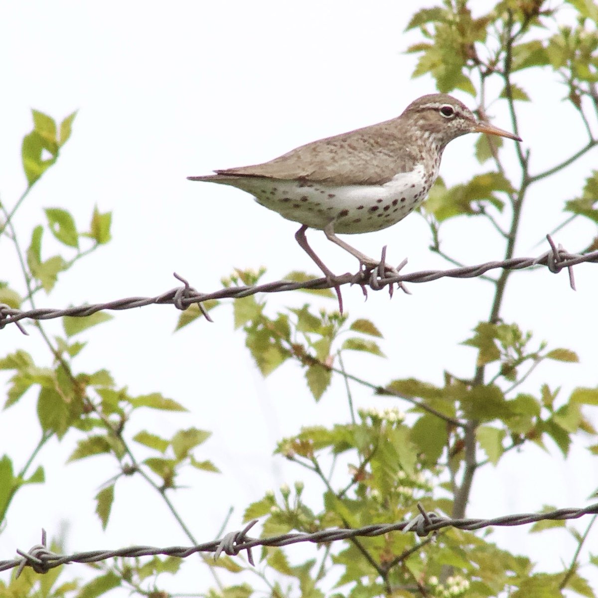 This isn’t your normal #WaderWednesday post😮

I was walking along this fence when I started hearing a strange call…I pull the Merlin app out when all of the sudden, this spotted sandpiper flies up on the barbed wire!

I’m pretty sure there’s a retention pond behind the fence!
