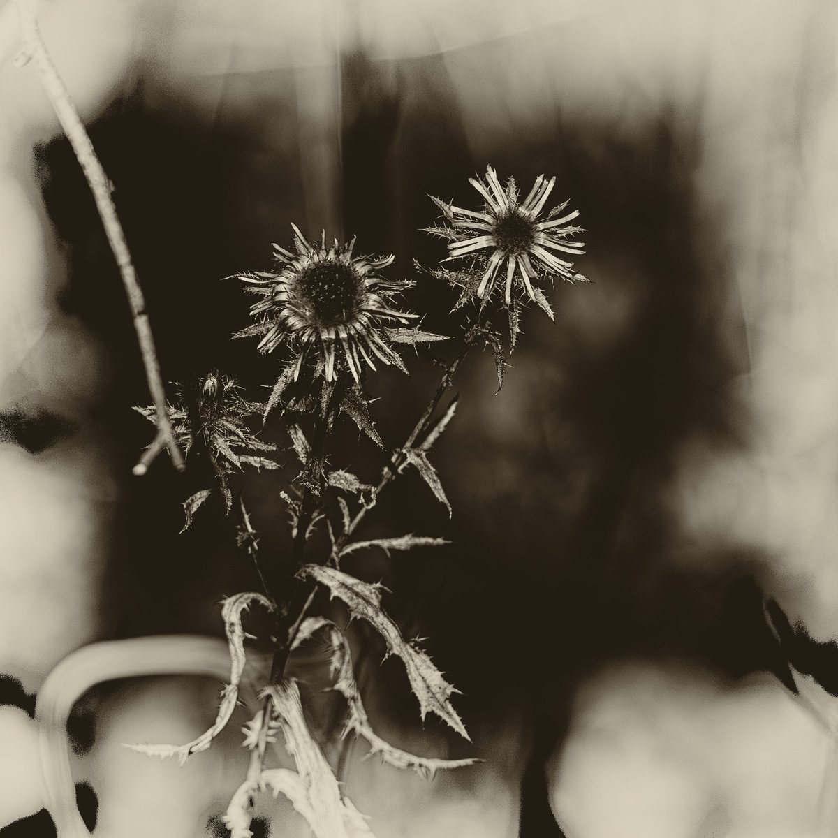 #blackandwhitephotography #Monochrome #PhotographyIsArt #photographycommunity 
#AlphabetChallenge #WeekT 
T stands for... Thistle
I hope that you have a nice day. Good night from Vienna 🇦🇹, see you tomorrow! 😊🌹🙋🏼‍♂️