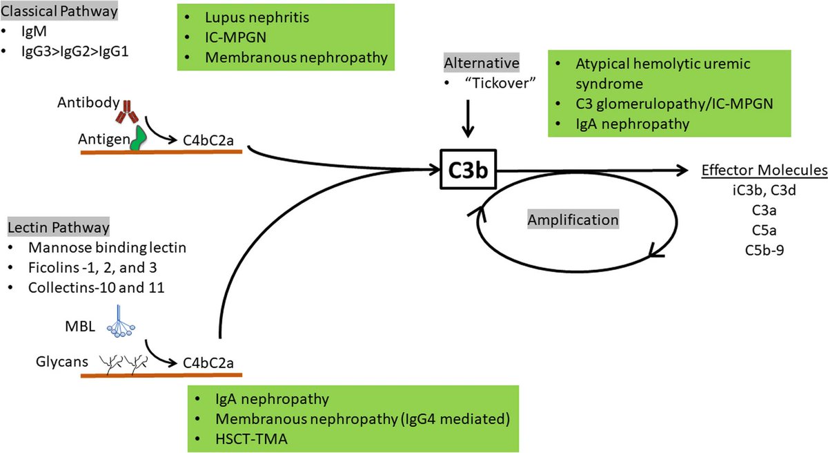 The complement system plays a crucial role in the etiopathogenesis of many kidney diseases. Read this Educ Review of complement inhibitors that have completed phase II & III studies or are now used in adult & pediatric nephrology. Free access this month. bit.ly/4aYpCp8