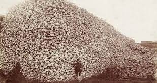 40 million buffalo were slaughtered in order to starve the native Americans