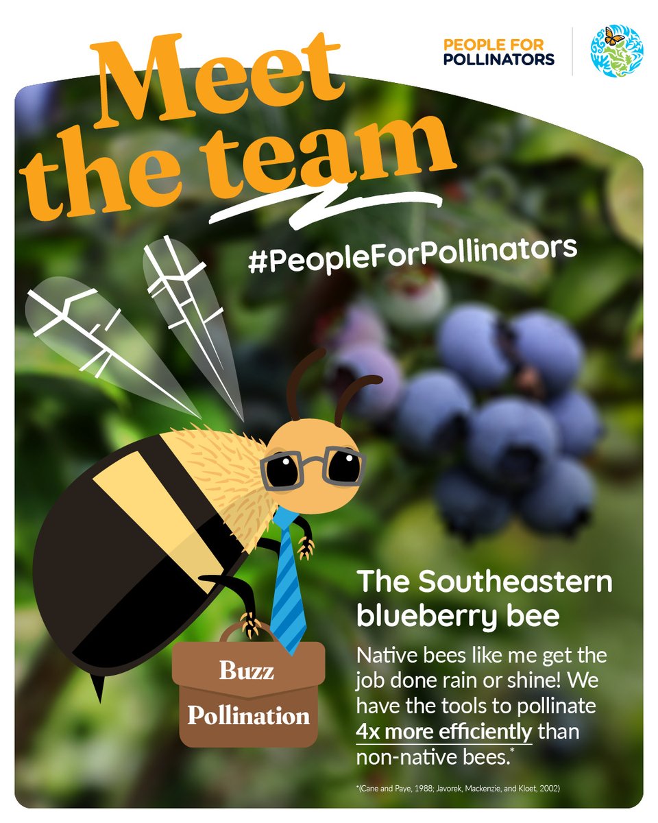 When we think of #pollinators, honeybees steal the show. But let's not forget the hardworking native bees for their vital role in pollinating many plants & crops. 🌺🐝 🔗Learn more about North America’s hardest workers: cec.org/people-for-pol… #PeopleForPollinators 💚