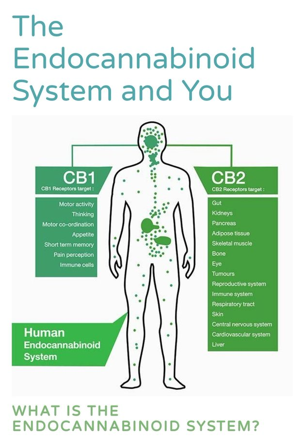your brain and body NEEDS cannabinoids to reach it's fullest potential. Even using the non psychoactive CBD can give you some much needed benefits.

Cannabis should be legal simply for the fact that our body has a built in system for it.