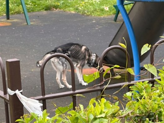 Please retweet, DO YOU KNOW THE OWNER OF THIS DOG?? PLEA FOR INFORMATION FROM RSPCA REGARDING THIS EXTREMELY THIN DOG SEEN IN #Leytonstone, #WalthamForest, East #London E11 - concerns for an underweight dog regularly seen with their owner in the area. In a public appeal, the