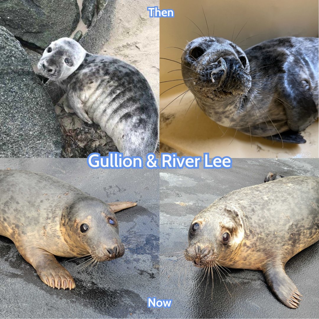 Lough Gullion & River Lee - then and now! Tune in this Friday to see their return to the wild!🦭🌊 #sealrescue #release #ireland