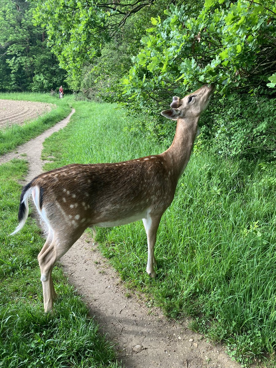 Made a friend on my jog today
