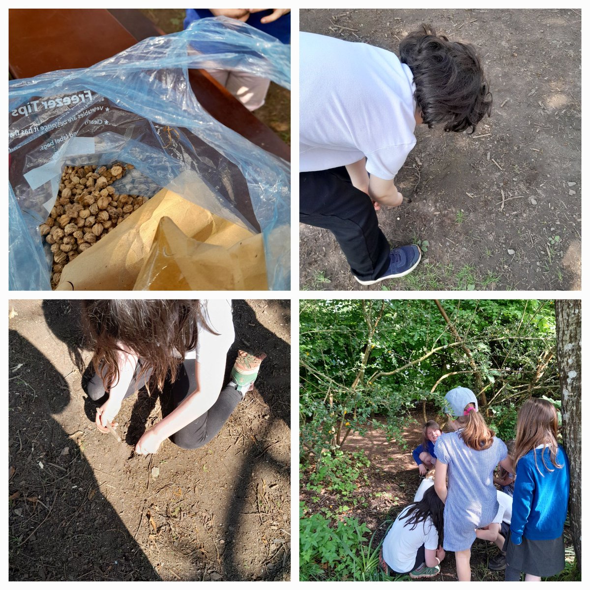 The Royal School of Dunkeld (@royaldunkeldps) on Twitter photo Another outdoor learning session for P2/3 today to celebrate #outdoorlearningweek! Mrs. Turner brought nasturtium seeds. We planted them around the playground. We will measure the plants as they grow, and we can eat the 💐 <a href="/PKCnurture/">PKC Nurture</a> <a href="/HwbPkc/">PKC_HWB</a> <a href="/OutdoorClassUKI/">Outdoor Classroom Day UK & Ireland</a> Another outdoor learning session for P2/3 today to celebrate #outdoorlearningweek! Mrs. Turner brought nasturtium seeds. We planted them around the playground. We will measure the plants as they grow, and we can eat the 💐 <a href="/PKCnurture/">PKC Nurture</a> <a href="/HwbPkc/">PKC_HWB</a> <a href="/OutdoorClassUKI/">Outdoor Classroom Day UK & Ireland</a>