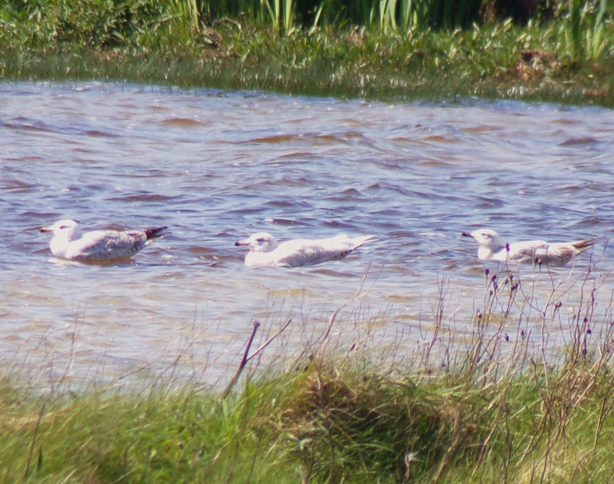After a poor winter for white-winged gulls on the island, it was nice to find this late Glaucous Gull at Loch Bhasapol #Tiree today on the WeBS count @PatchBirding @BirdGuides