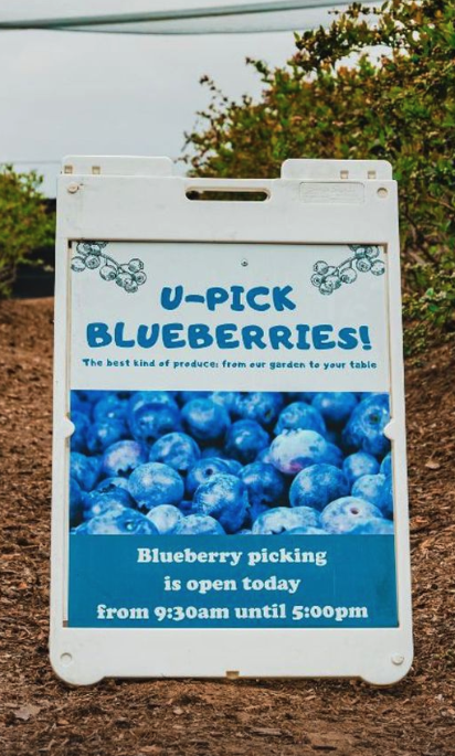 U- Pick Blueberries is open today, Wednesday! Remember, availability is first-come-first-serve.