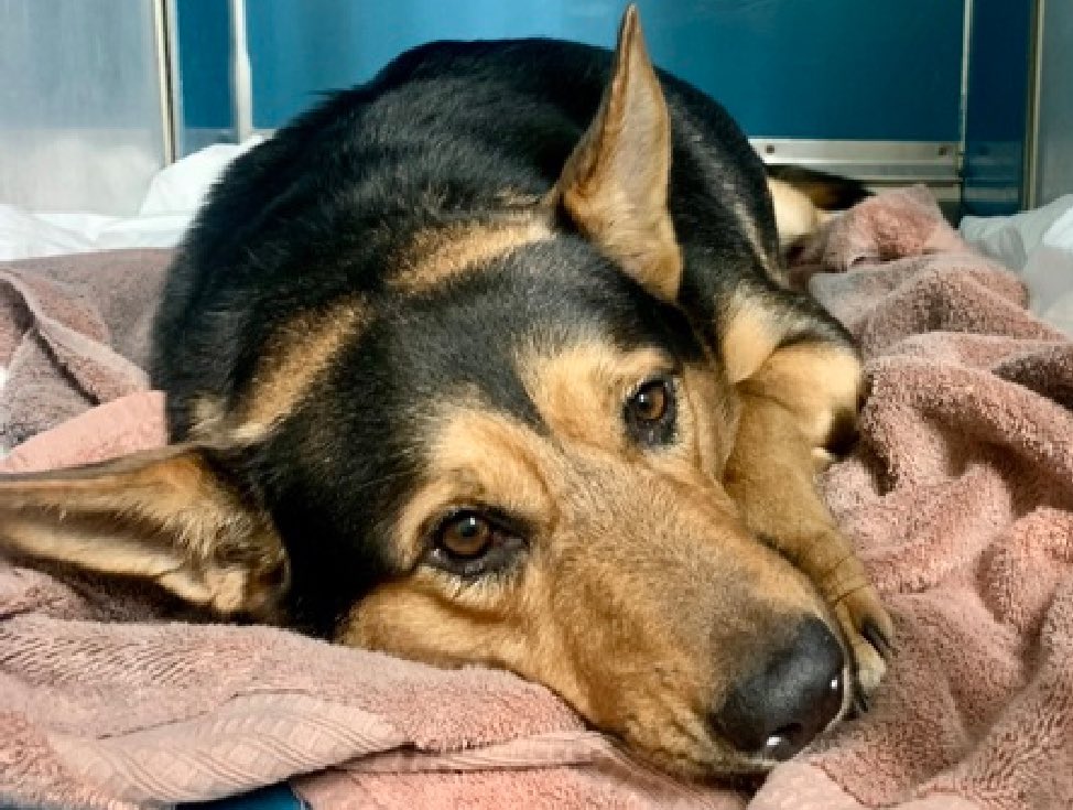 HOURS LEFT, DELISTED in preparation TBK in NYCACC: heartbreakingly, Captain 199478 arrived just May 5 because his family is homeless. Two years old and with his family since a puppy, he's now devastated, anxious and intensely fearful. Described as very vocal and social, he's