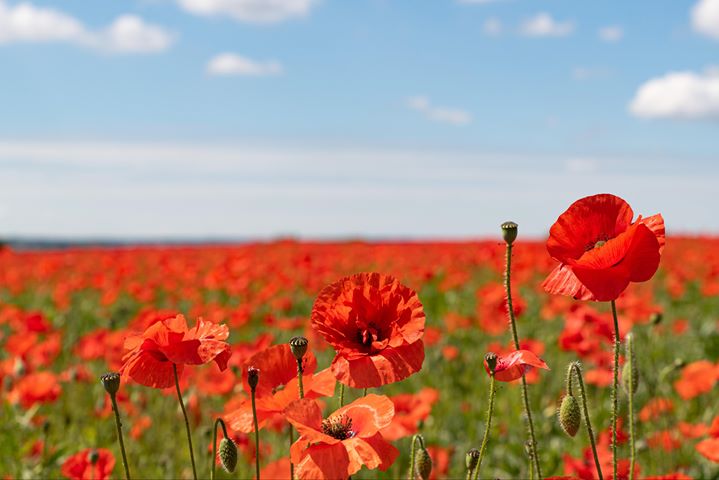 Well, here it is, a #newprofilebanner next Wednesday. Who loves #poppiesinthefield? (22-24 May 2024)#summeroflove #LifeisBeautiful #summerparadise #summerloving😎🧴🏖️⛴️⛵️🏄🏄‍♂️🏄‍♀️🌊🌄🌅🧢🧥🏵️💮💐🌼🌷🌹🥰🌞