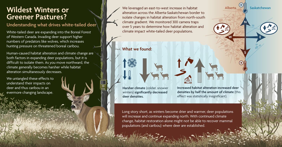 || NEW RESEARCH || Habitat alteration or climate: What drives the densities of an invading ungulate? 📄 onlinelibrary.wiley.com/doi/full/10.11… @MelanieDickie @BiodivPathways @ABbiodiversity @RICCCaribou