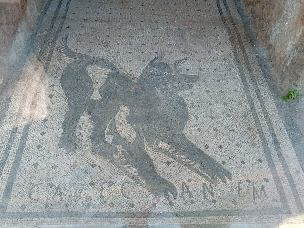 A dream realised seeing the Cave Canem mosaic at #Pompeii in person - a loyal #Roman dog still guarding the entrance to his master's home, nearly 2000 years after the town was buried around them #Archaeology