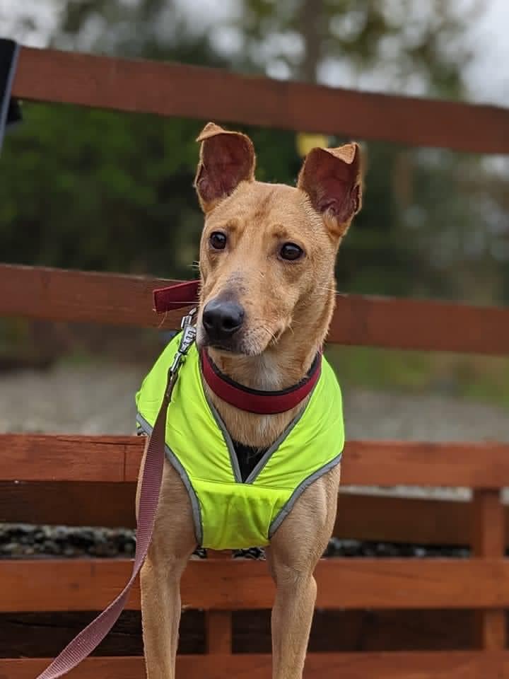 Please retweet to help Biscuit find a home #CARMARTHENSHIRE #WALES #UK Poor biscuit has now been with us 2 long years, that is a huge chunk out of a dogs life 😢 he arrived as an unclaimed stray with a few quirks but let’s be honest who doesn’t have a few quirks, none of us are