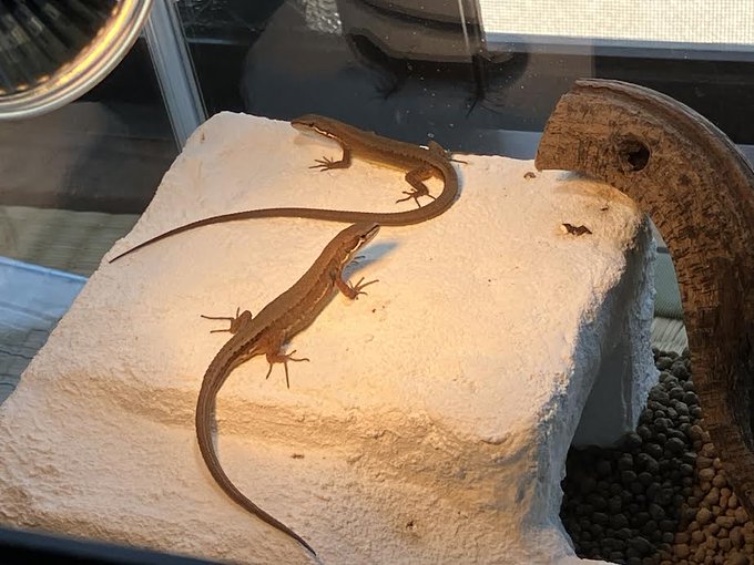 彼女に作ってもらったバスキング台、ペット屋で買ったツイストした木等で充実してきました。
奥側:グリゴリー 尾が長い。人口草に登るのが好き。
手前:もっち 再生尾らしく短いが、食い気が凄いせいかすでに体が発見時より一回りデカくなってる。 