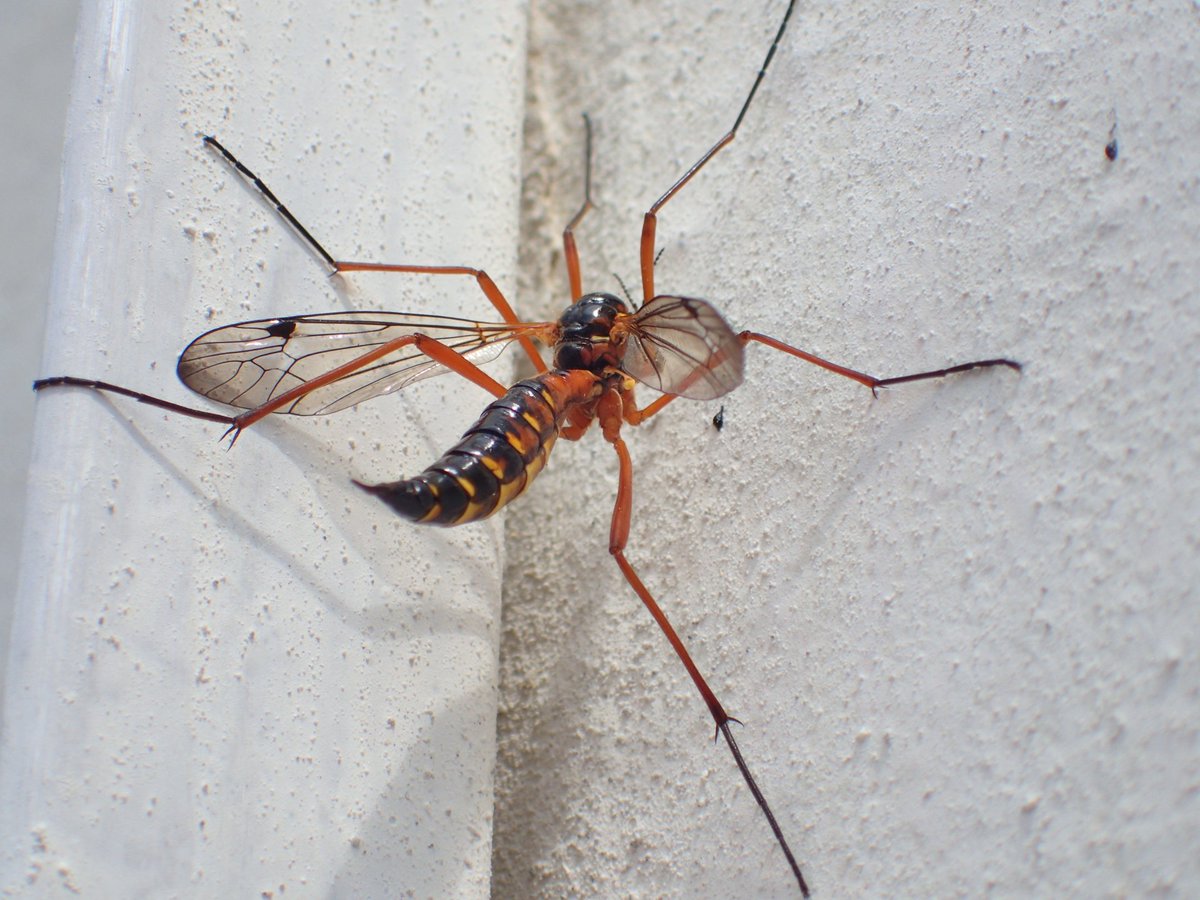 What I presume is Ctenophora pectinicornis that alighted on the side of a building in East Bergholt as I walked past today. #tipula @SuffolkBIS